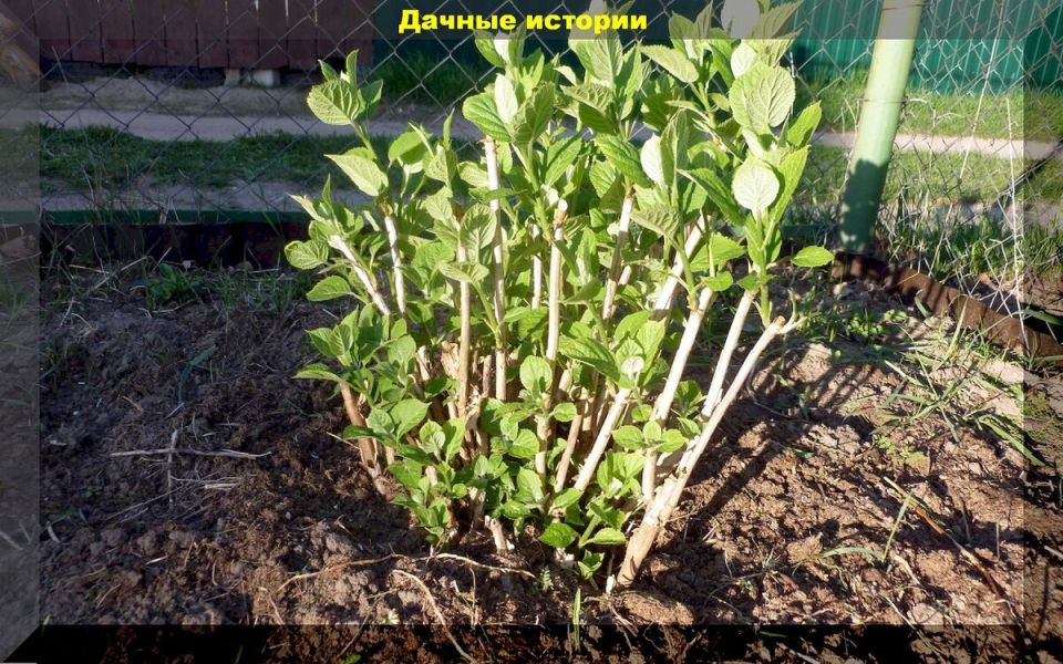 �������� ���� �� ����������� ����������: ������� �������� ������� � �������