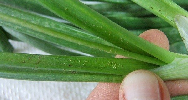 ������ ��� ������: ��� �������� ������� �������� �� ����������