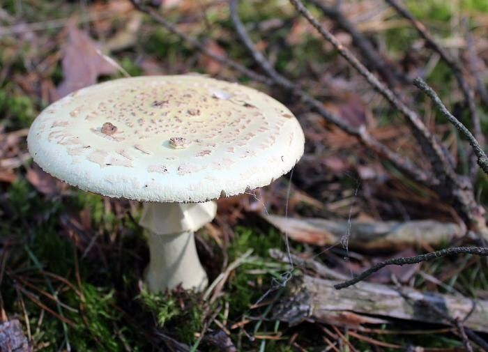 ������� ��� ��������� ������� �� �������