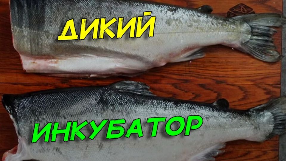 ����� ������ ������� ��� �������: ����� ������ ���������������