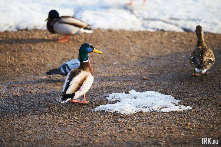 Весна временно откладывается