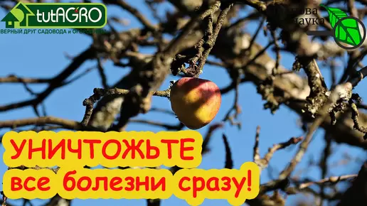 Без меди: разумная осенняя обработка сада железным купоросом для защиты растений