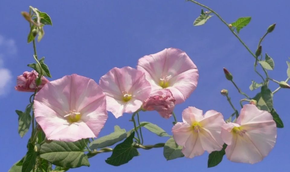 ��� �������� ������ �������: 7 ��������� �� ���������