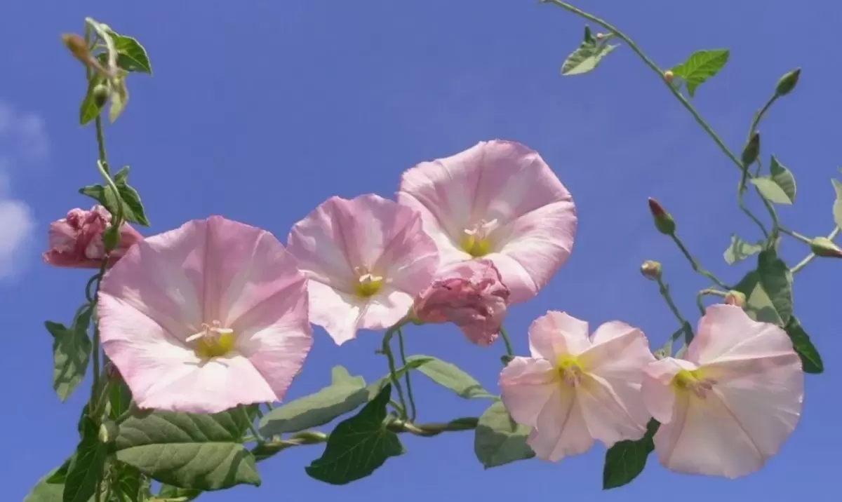 как победить вьюнок полевой: 7 стратегий от экспертов