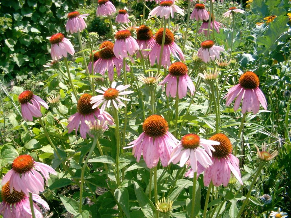 ��������: ��������� ������ ��� ������ ����