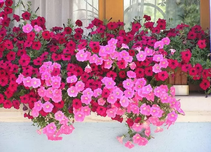 Как удивить красотой: секреты ухода за сурфинией