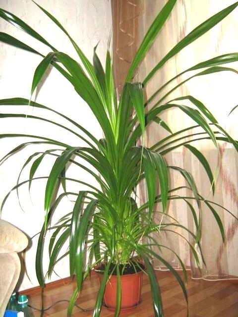 ���������� ��������� ��������: ������� ��� ������