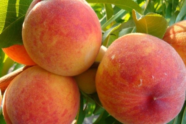 ������������ ������ ���������: ��� ������������ � ������� ��� �����������