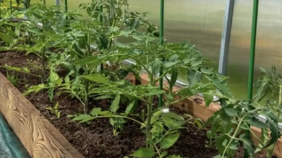 Как вернуть к жизни переросшую рассаду: секреты успешных огородников