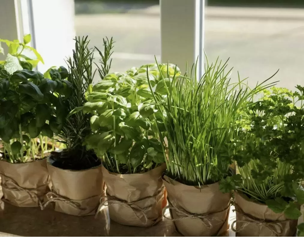 Зимнее выращивание зелени: от грядки до подоконника