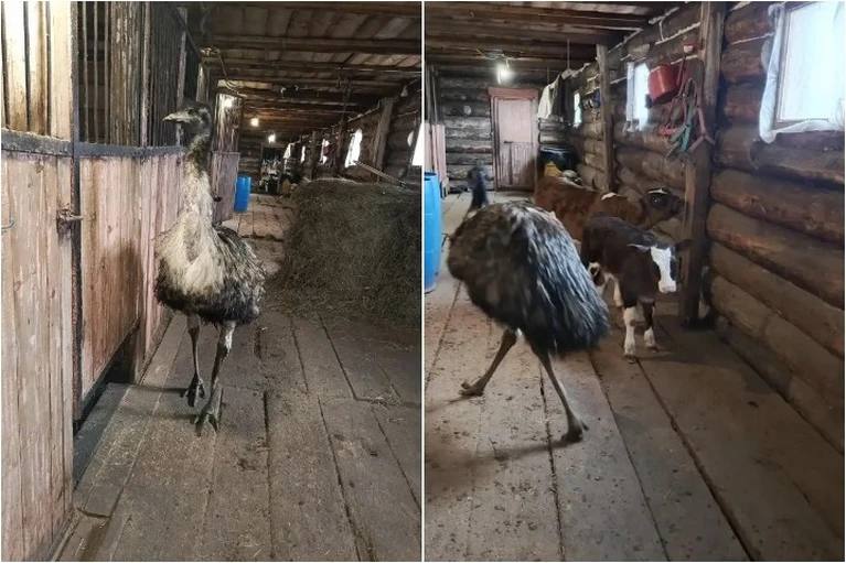 «Играет с телятами и мечтает о невесте»: история страуса Иннокентия, поселившегося в сибирской глубинке
