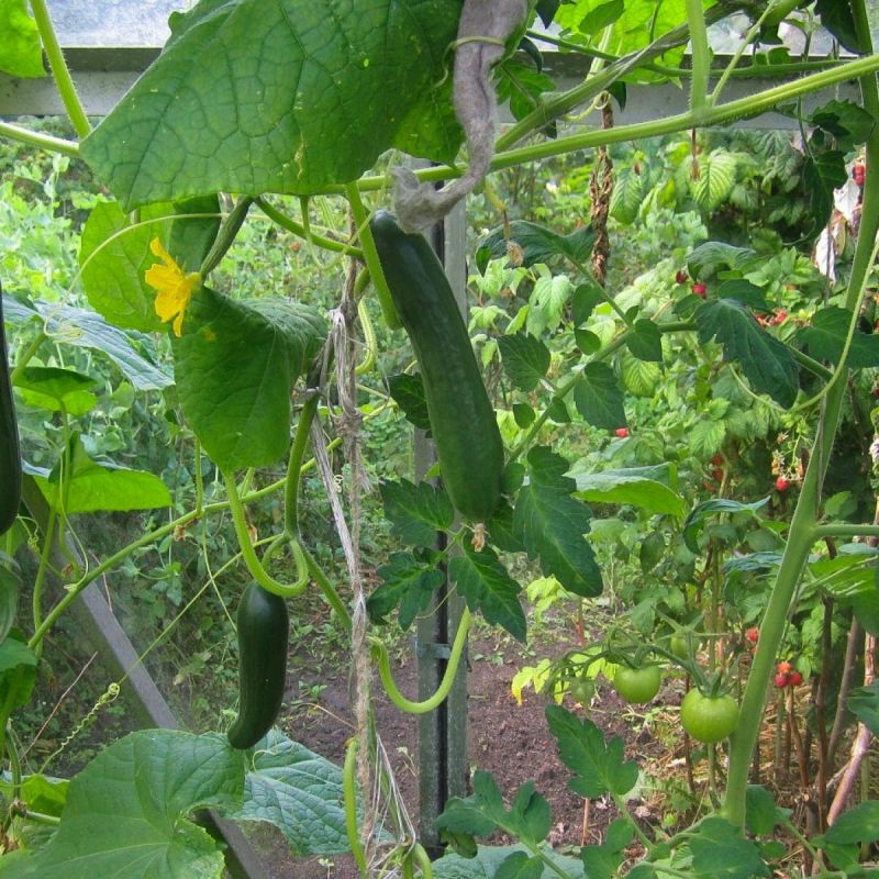 ������ ������ �� ����� ������ ����� ������ � ����������