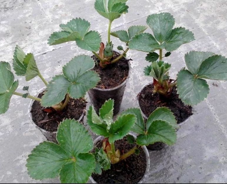 ������ ����� �������� ������� ������� �������� ��� ���������������� ������