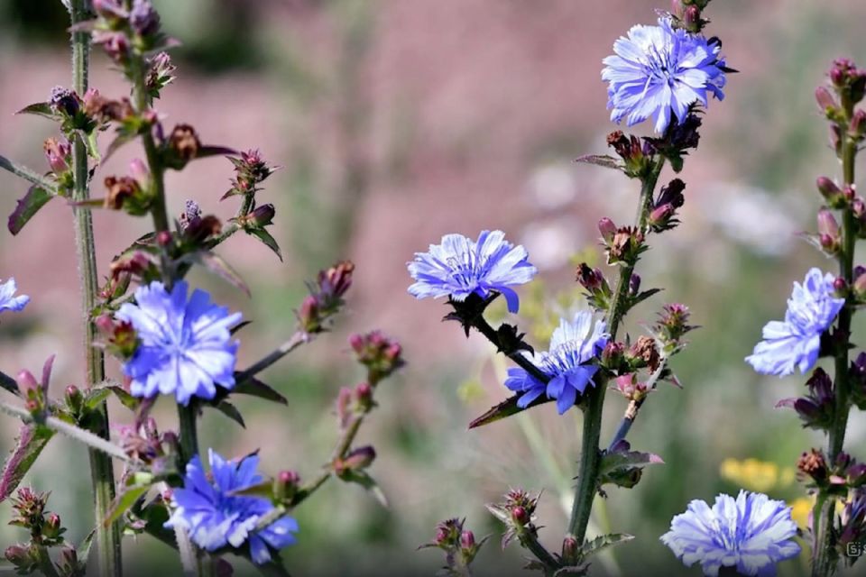 ������� ��� ��������: ������� ������� � ����� ��� ����������