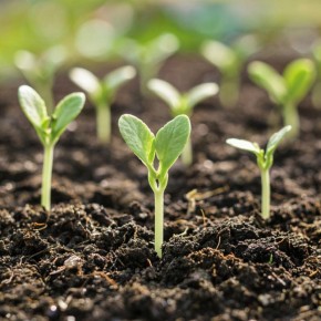 ������� ��������� ����������� �������: �������� ���������������� ������