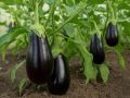 Баклажан Бибо F1: лучший выбор для любого огорода
