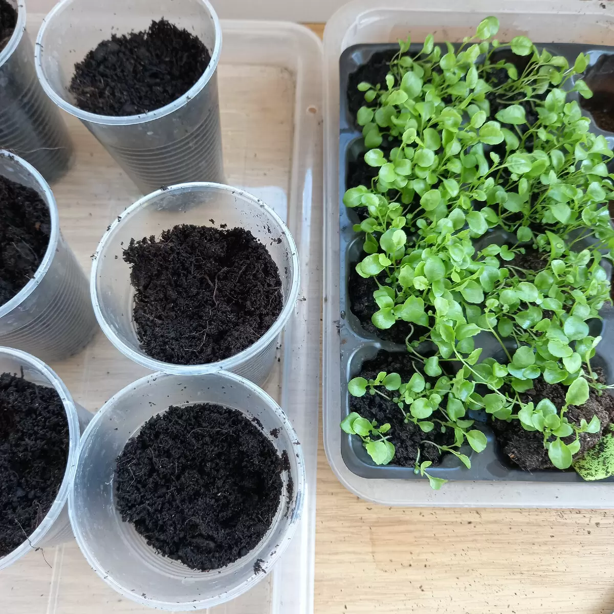 Легкий способ пикировки мелких цветов всего за 15 минут