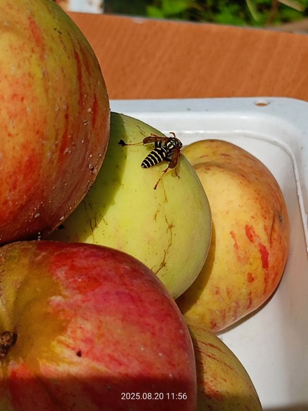 ��� ���������� ������� ������ � ������� ���������: ������� �����