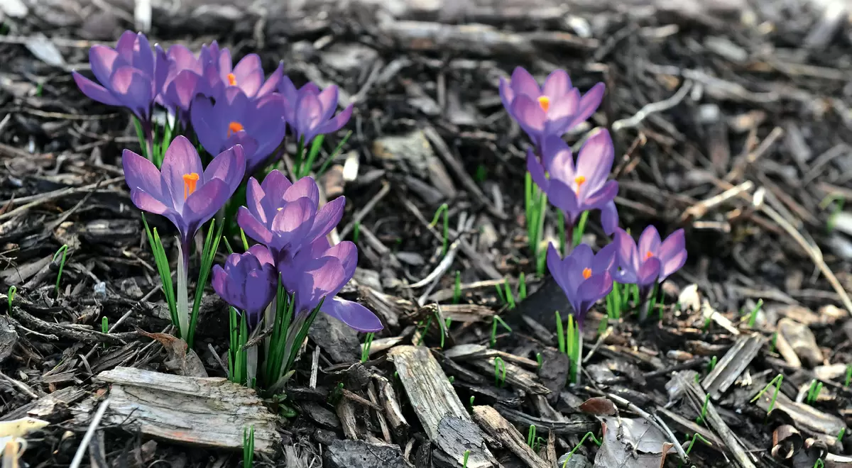 Крокусы в вашем саду: секреты успешного выращивания