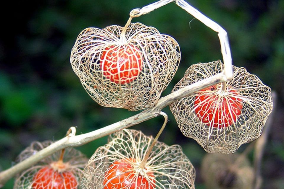 ��������� �������: ��� ������������ ����� ������� �������