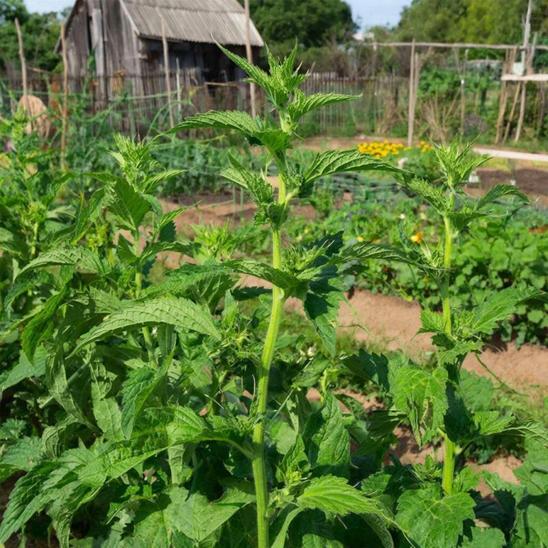 �������: ��������� ������ ��� ������ ����