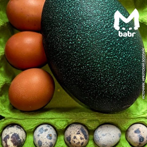 Смотрите, у нас тут финальный босс в битве яиц