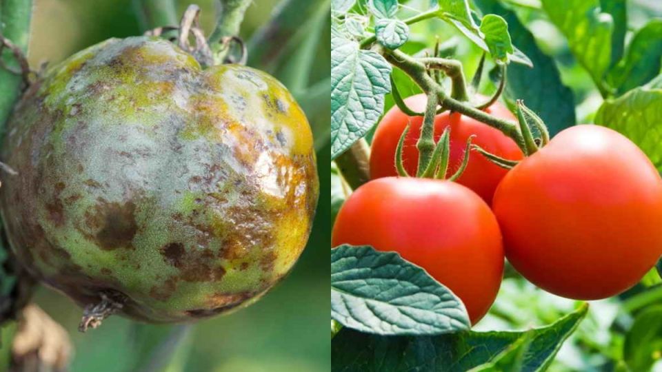 ��� �������� ������ �� ���������: ����������� ������ ����������� ������������