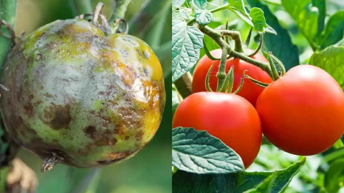 Как защитить томаты от фитофторы: проверенные методы эффективной профилактики