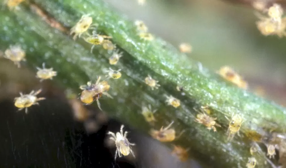Эффективная борьба с паутинным клещом: как спасти растения от вредителя