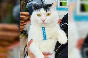 «Собаки загнали на забор»: брошенный кот по кличке Марк из Улан-Удэ нашёл семью за тысячи километров от дома