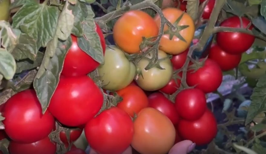 ������������� ������: ������ ����� ��� ������ �������