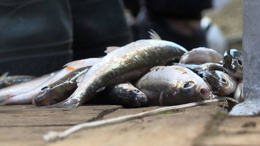 Больше 200 обращений направили рыбаки ирктуской области президенту России с просьбой расширить список мест на Байкале, где можно вылавливать омуль