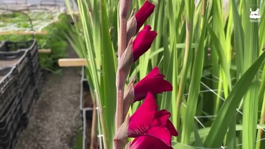 � ��������� ������������� ���������� ����������-�������