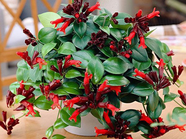 ����������: ����������� �������� ��� ������ ����