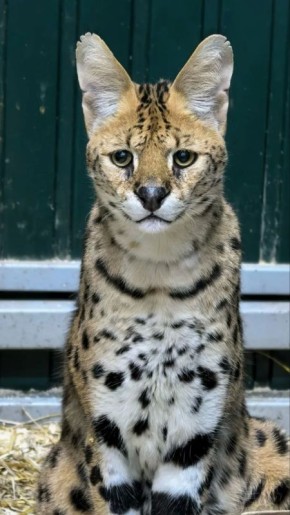 ���� ������������ ������������ � ������ ����� �� ���������� ��������