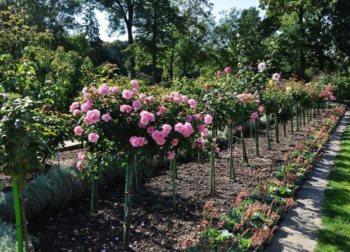 ���� �� ������ ������: ������ �������