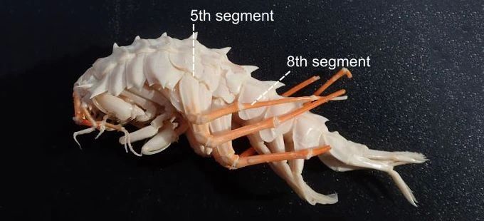 ������ ������������ ����������� ������ ��� �������� �����������