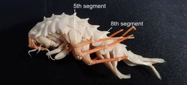 Ученые использовали байкальских рачков для создания биосенсоров