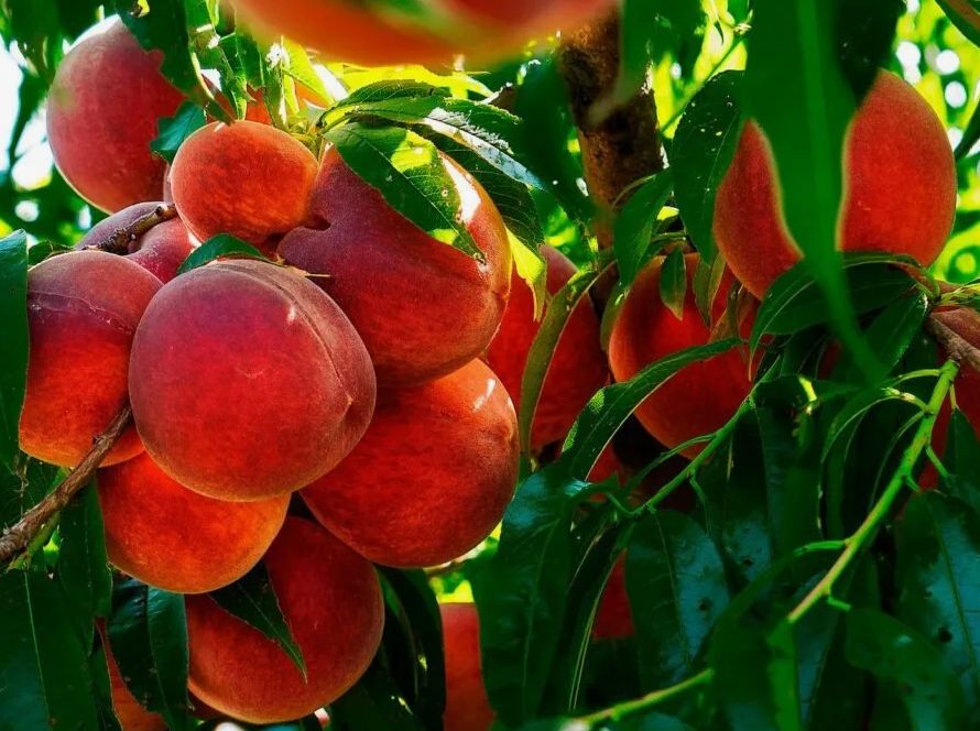 ����������� ������� ��������� ��������: ��� �������� ������ �� �������� � ����������