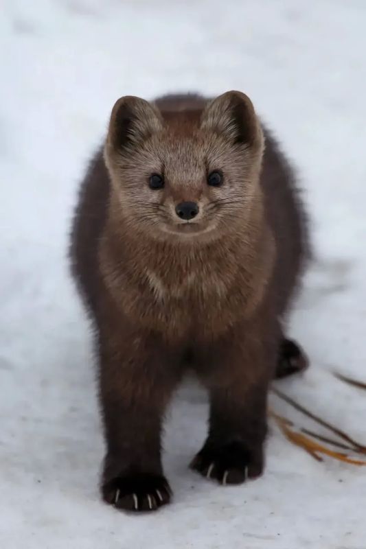 ������ ����, ��������� �������!