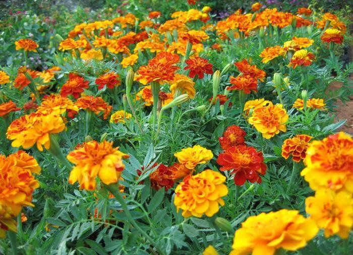 ������ � ����: �������� � �������� � ��������� ��������� ��� ������ �������