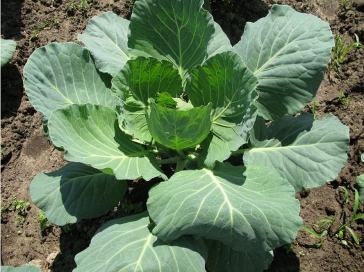 ������ ���� ������� ���������� � ��� ������� �� ��������