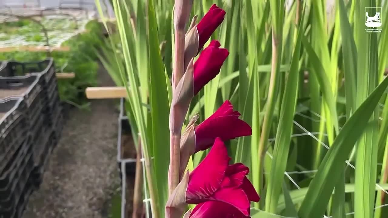 Давайте о том, что всех радует