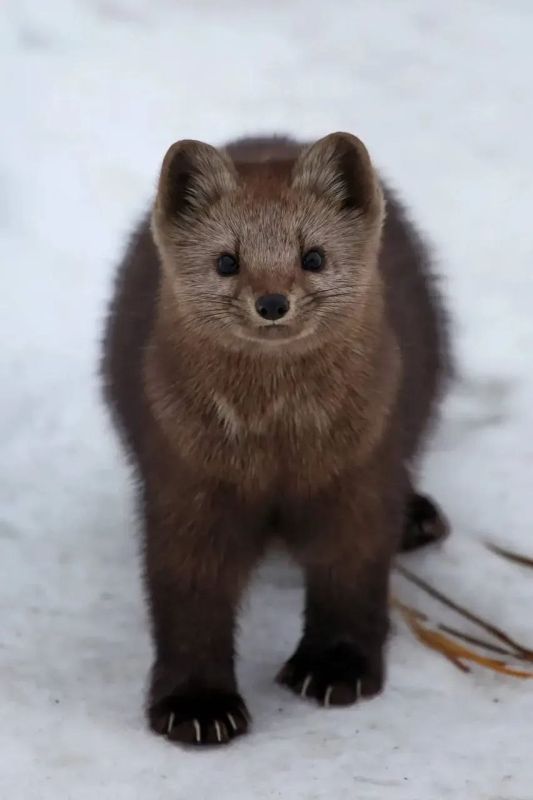 ������ ����, ��������� �������!