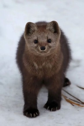 ������ ����, ��������� �������!