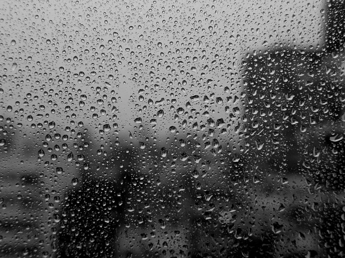 Дождь не помеха: секреты успешного огородничества в сырую погоду