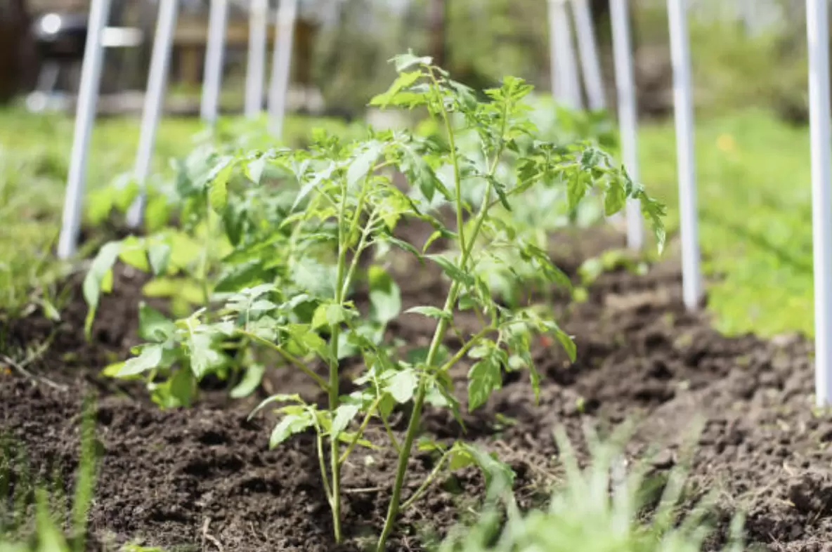 Два томата в одной лунке: допустимо ли это для вашего урожая?