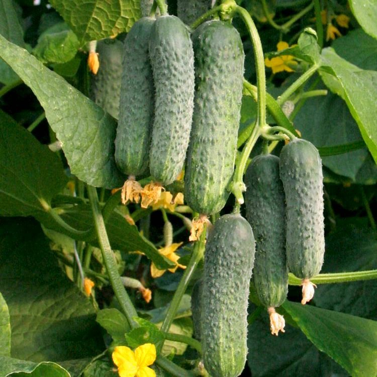 ����������� �������: ������� �������-������� � ��� ��������� �����