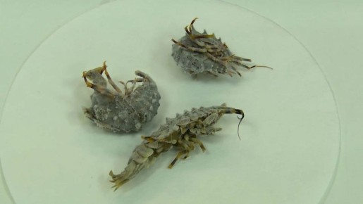 ��������������� �������. ������ ���������� ����� ���������� � ������������� ����������