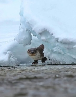 ������ ����, ��������� �������!